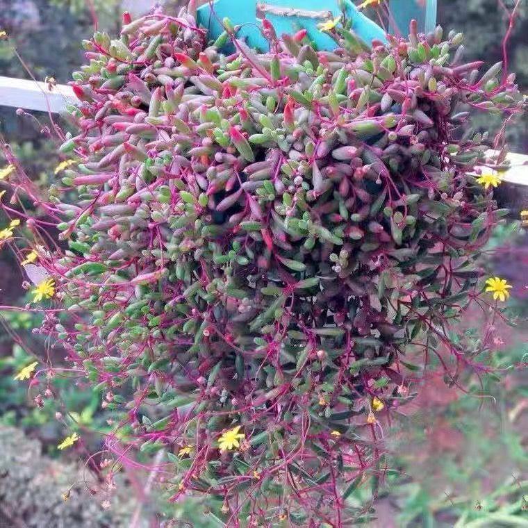 佛珠吊兰盆栽垂吊珍珠吊室内情人泪多肉植物客厅紫玄月爱之蔓,淘宝优惠券,粉丝福利购,淘宝优惠卷