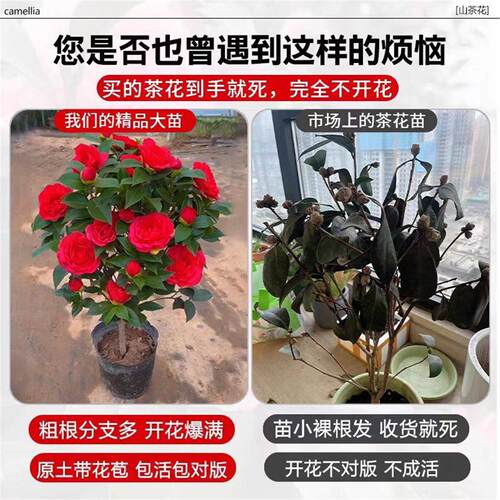 山茶花树苗带花苞四季香妃茶花盆栽室内外庭院阳台耐寒花卉绿植物 - 图1