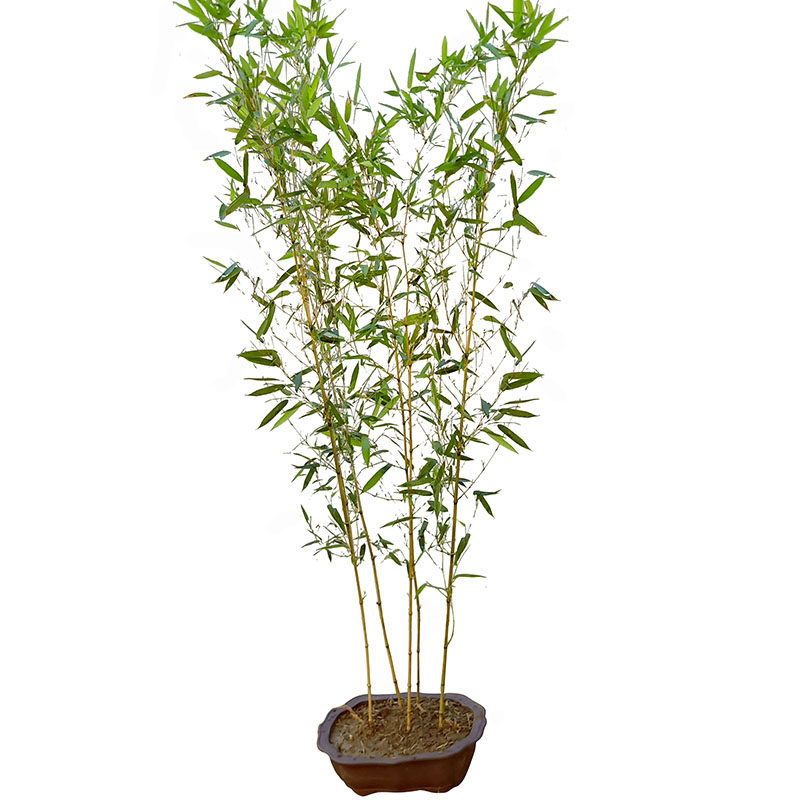 竹子苗庭院四季常青金镶玉竹黄金竹花园观赏植物室内盆栽景观金竹,淘宝优惠券,粉丝福利购,淘宝优惠卷