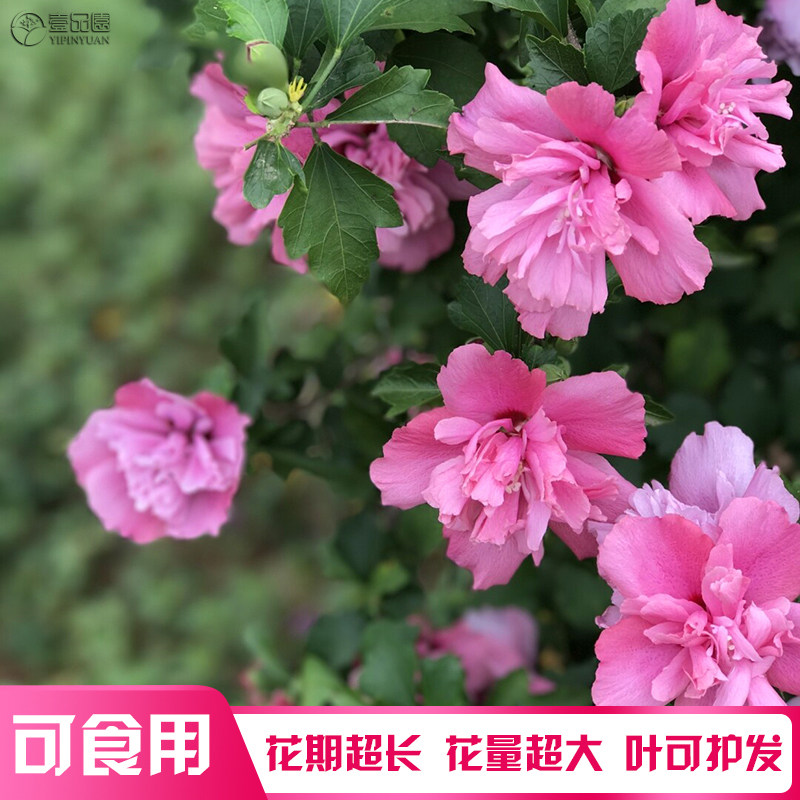 木槿花盆栽重瓣大花花苗耐寒耐热花卉苗木可食用木槿树苗,淘宝优惠券,粉丝福利购,淘宝优惠卷