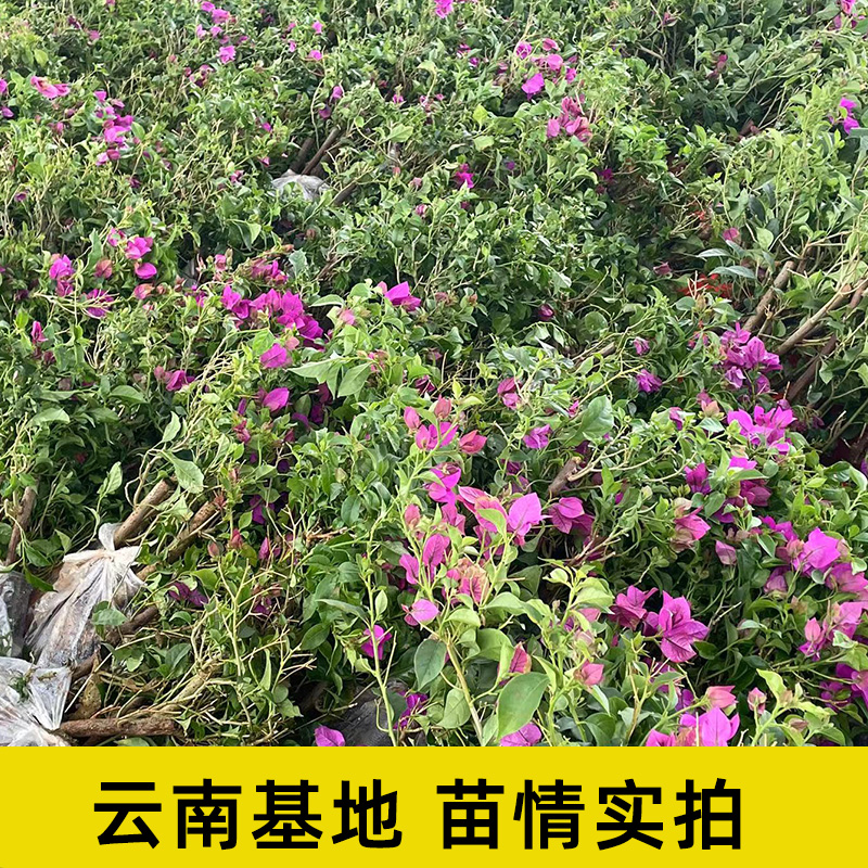 重瓣红三角梅盆栽带花三角梅苗勤花品种爬藤老桩室内花卉植物四季-图1