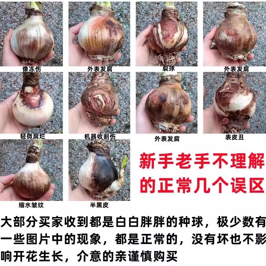 大球花孔雀真品朱顶红进口重瓣种球带花苞盆栽安吉拉重瓣朱顶红花,淘宝优惠券,粉丝福利购,淘宝优惠卷