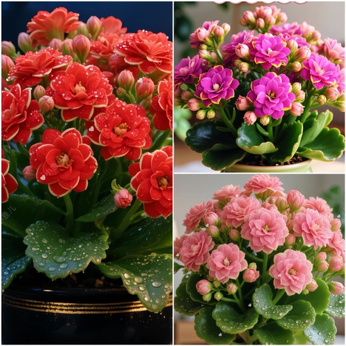 新品长寿花盆栽花卉重瓣大花植物室内绿植带花苞发货净化空气好养 - 图1