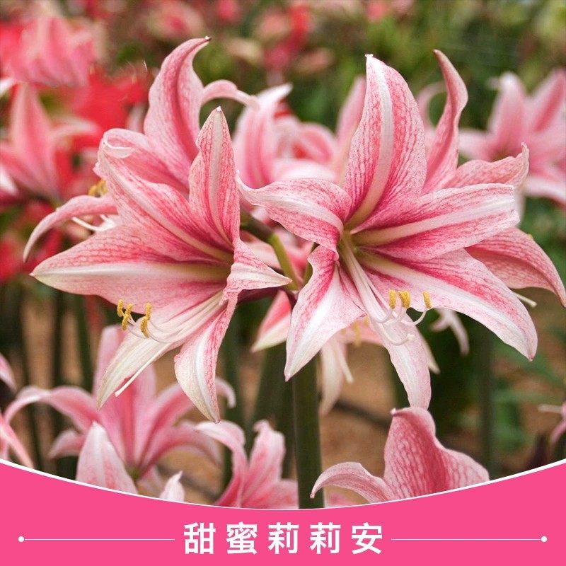 大球花孔雀真品朱顶红进口重瓣种球带花苞盆栽安吉拉重瓣朱顶红花,淘宝优惠券,粉丝福利购,淘宝优惠卷