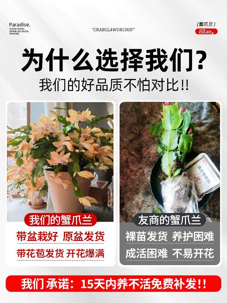 蟹爪兰盆栽带花苞多肉绿植物好养君子兰嫁接蟹爪莲室内花卉客厅,淘宝优惠券,粉丝福利购,淘宝优惠卷