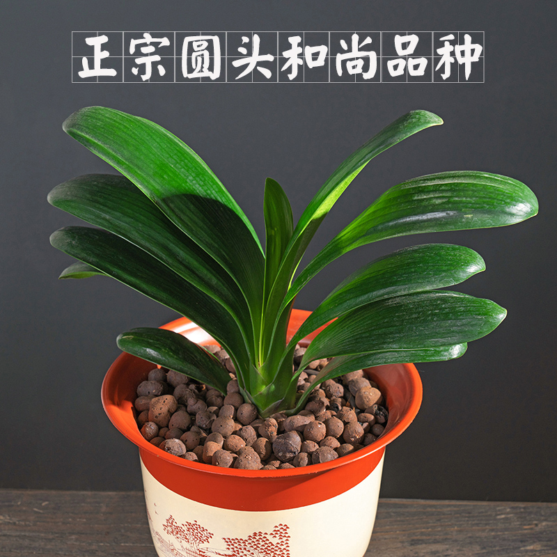 君子兰盆栽带花苞老苗四季开花绿植物室内花卉立板圆头和尚微短叶 - 图1