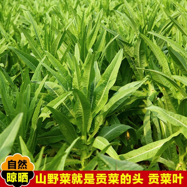 河南山野菜面条500g贡菜叶子苔干头山野菜土特产脱水蔬菜干菜干货 - 图2