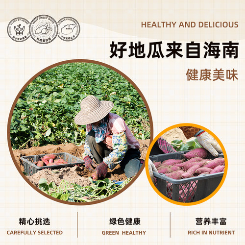 官方原产地旗舰店 海南澄迈桥头地瓜富硒地瓜沙地红薯顺丰礼盒 - 图1
