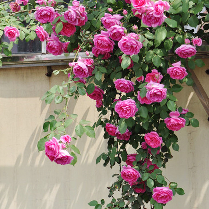 海蒂的花园 大游行爬藤月季花大有香味持续开花长势快庭院盆栽苗 - 图2