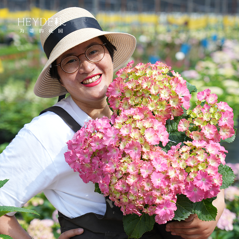 海蒂的花园绣球花苗无尽夏盆栽阳台花卉植物海妈花园庭院大花树苗-图1