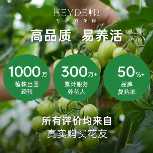 海蒂的花园旗舰店西红柿苗秧带土盆栽家庭种当年可结果水果番茄苗 - 图3