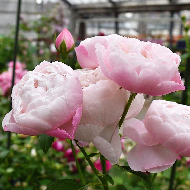 海蒂的花园 羽毛大花灌木月季耐热勤花阳台庭院花卉植物盆栽苗,淘宝优惠券,粉丝福利购,淘宝优惠卷