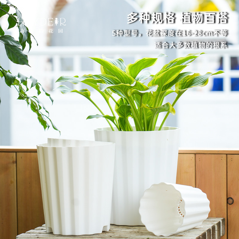 海蒂的花园旗舰店爱丽思波型花盆塑料家用花卉绿植盆栽兰花花盆,淘宝优惠券,粉丝福利购,淘宝优惠卷
