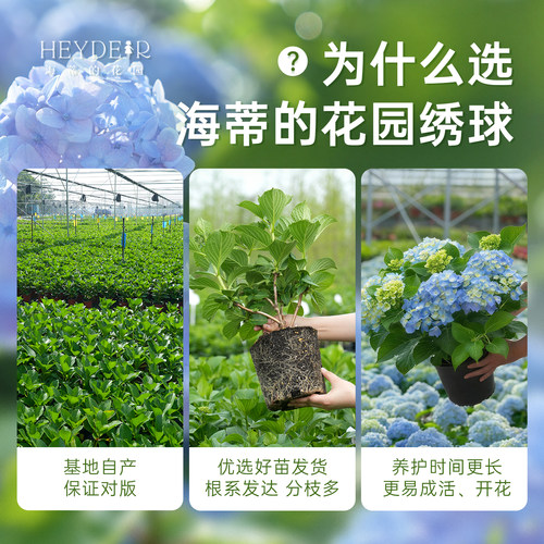 海蒂的花园旗舰店大花绣球花苗无尽夏大海蓝阳台庭院花卉盆栽植物 - 图0