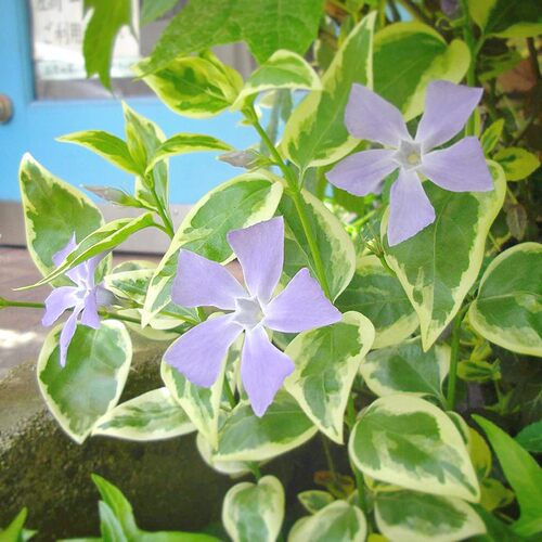 海蒂的花园花叶蔓长春常绿耐阴多年生垂吊花卉阳台花园植物盆栽苗 - 图0