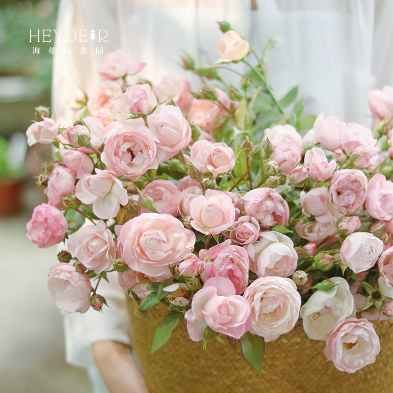 海蒂的花园 草莓杏仁饼直立多头月季勤花庭院阳台花卉植物盆栽苗,淘宝优惠券,粉丝福利购,淘宝优惠卷