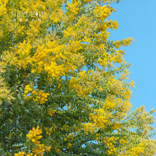海蒂的花园 银叶金合欢观叶观花植物庭院园林造景冬春开花盆栽苗 - 图1