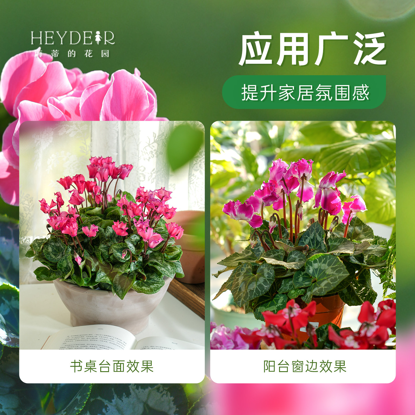 海蒂的花园旗舰店仙客来盆栽苗冬季开花客厅办公桌花卉植物室内花,淘宝优惠券,粉丝福利购,淘宝优惠卷