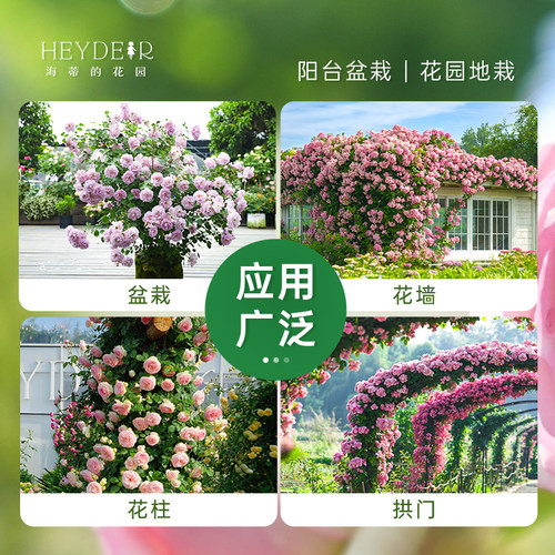 海蒂的花园旗舰店月季庭院阳台多季开花果汁阳台盆栽苗基地直发 - 图2