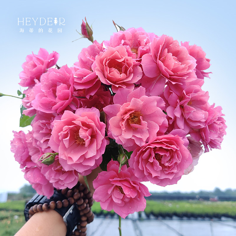 海蒂的花园葵灌木月季勤花多头复古色阳台庭院露台植物花卉盆栽苗,淘宝优惠券,粉丝福利购,淘宝优惠卷