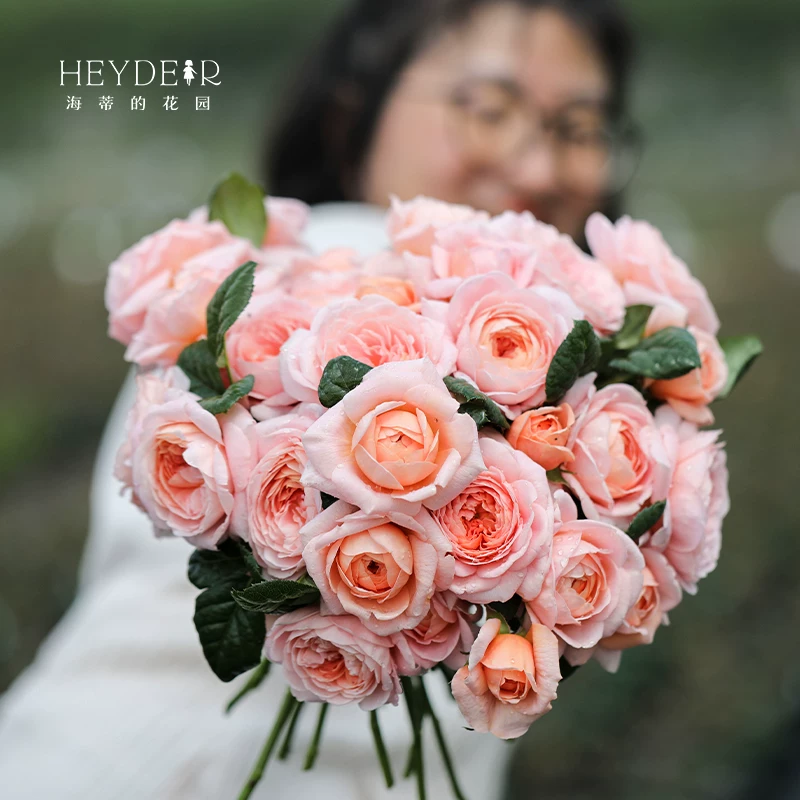 Flagship-магазин Heidi's Garden Розовые черенки роз Blue Rainy Pink Longsha Gem Лозущее розовое черенки саженцы растений в горшке