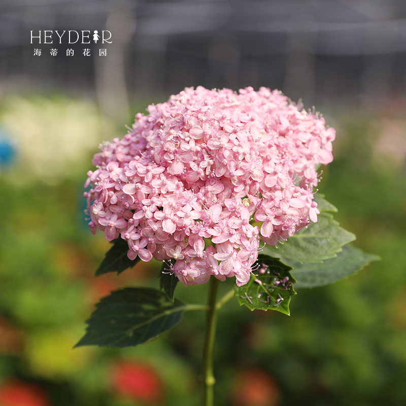 海蒂的花园旗舰店大花绣球三河千鸟好养阳台庭院花卉盆栽植物苗 - 图2