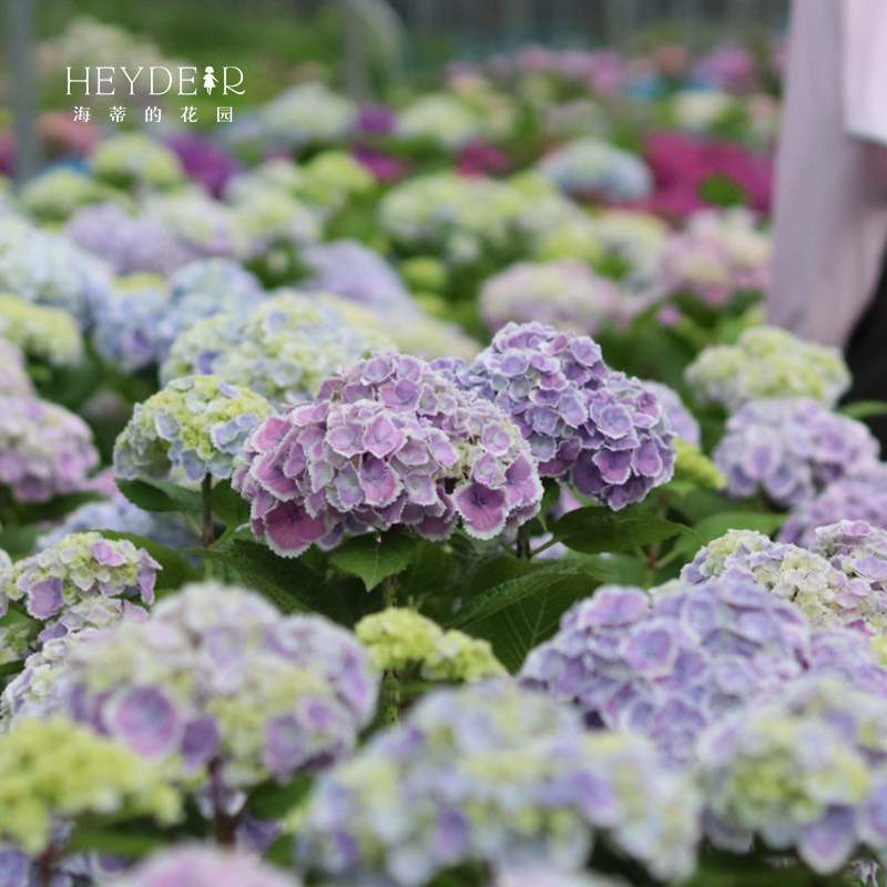 海蒂的花园蒙娜丽莎可调色大花绣球阳台庭院木本花卉植物盆栽苗_虎窝淘