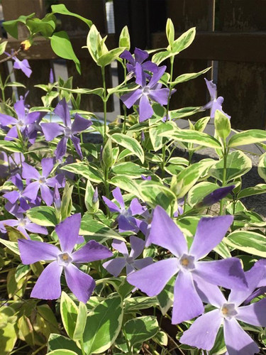 海蒂的花园花叶蔓长春常绿耐阴多年生垂吊花卉阳台花园植物盆栽苗 - 图2