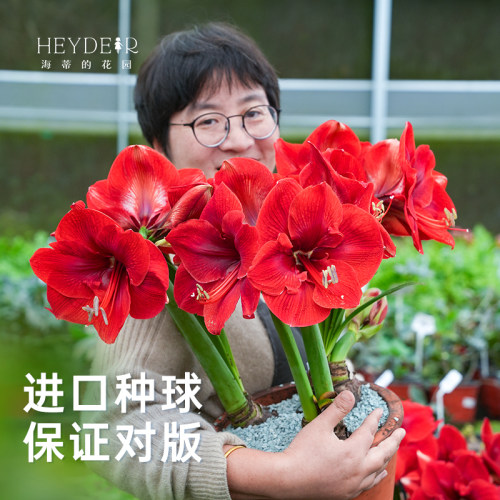 海蒂的花园旗舰店朱顶红种球重瓣阿弗雷进口开花球花卉植物室内花 - 图0