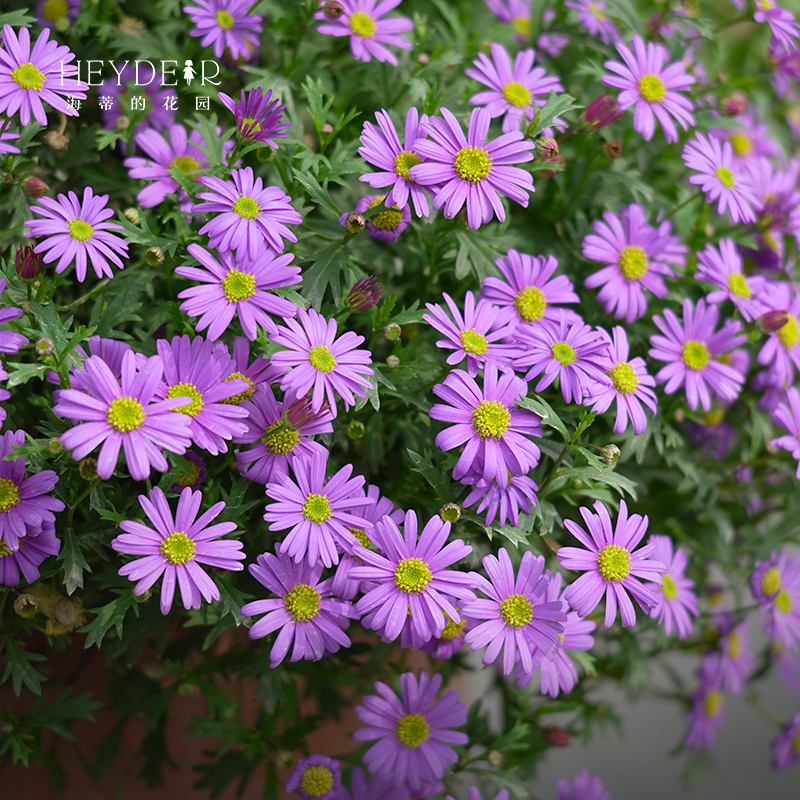 海蒂的花园旗舰店姬小菊玛格丽特菊花盆栽庭院开花植物花卉盆栽-图0