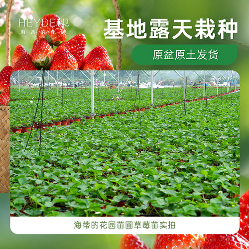 海蒂的花园旗舰店草莓苗秧盆栽奶油草莓特大号丹东99红颜结果新苗 - 图2