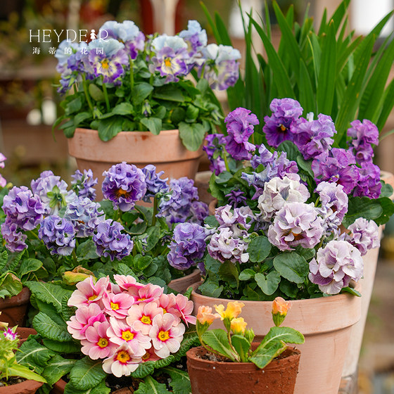 Pansy potted seedlings have a long flowering period and large blooms