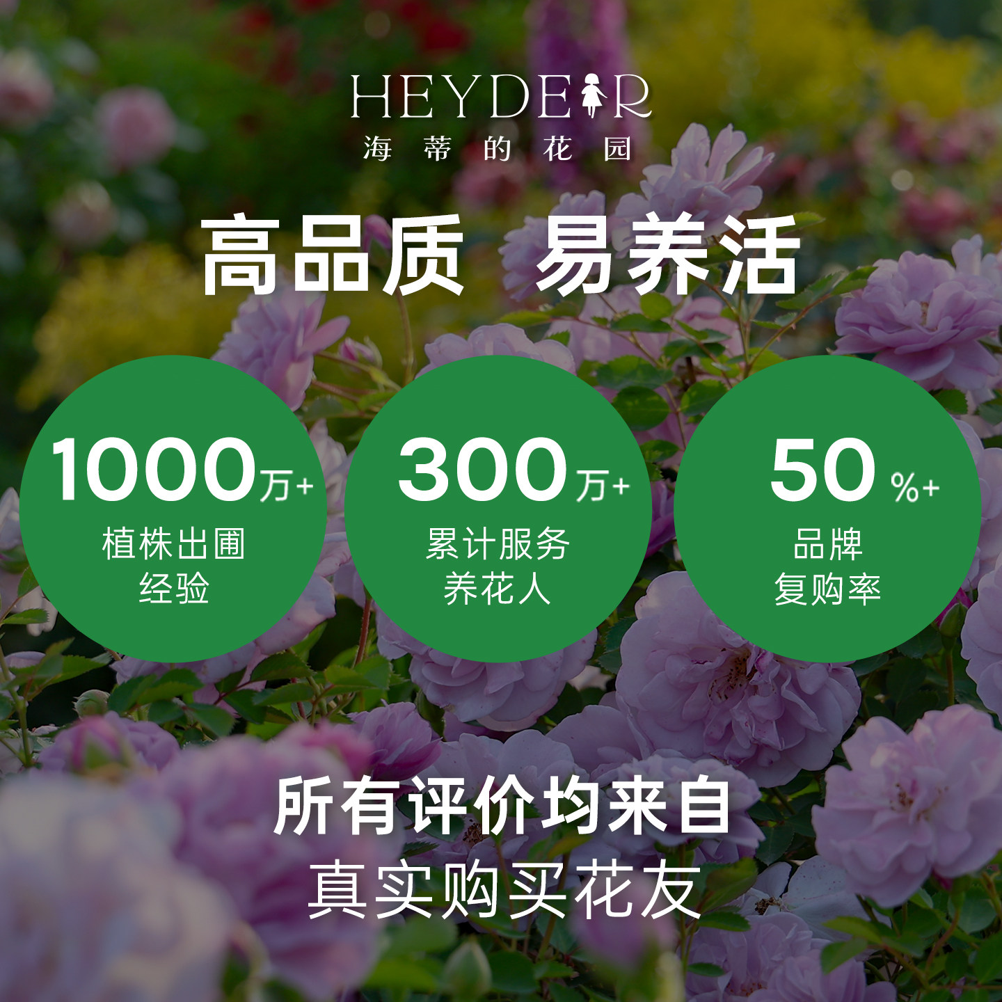 海蒂的花园旗舰店大拱门月季花苗爬藤月季庭院公园可种耐寒耐热,淘宝优惠券,粉丝福利购,淘宝优惠卷