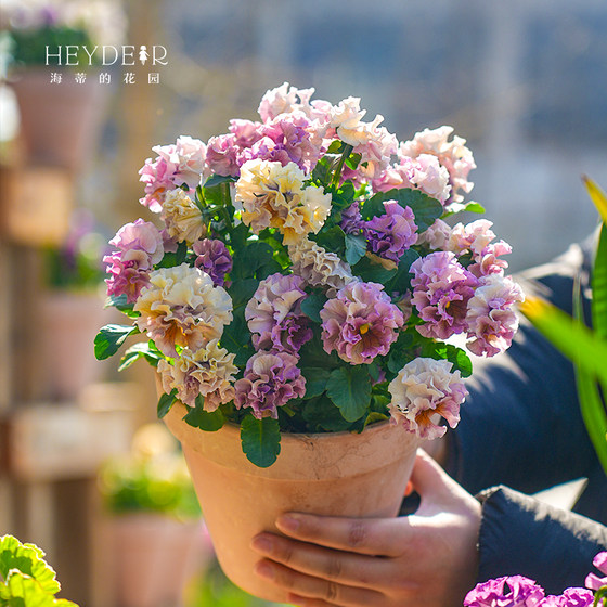 Pansy potted seedlings have a long flowering period and large blooms