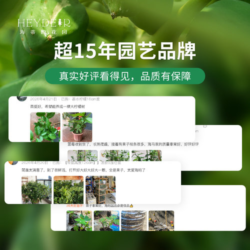 海蒂的花园旗舰店木瓜盆栽苗树苗南方种植庭院盆栽地栽果树果苗 - 图3
