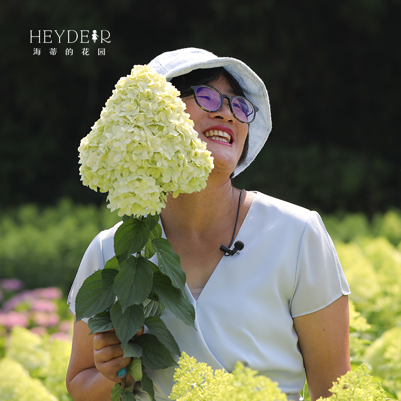 海蒂的花园旗舰店圆锥绣球花卉盆栽石灰灯庭院绿植耐寒耐热植物苗 - 图1