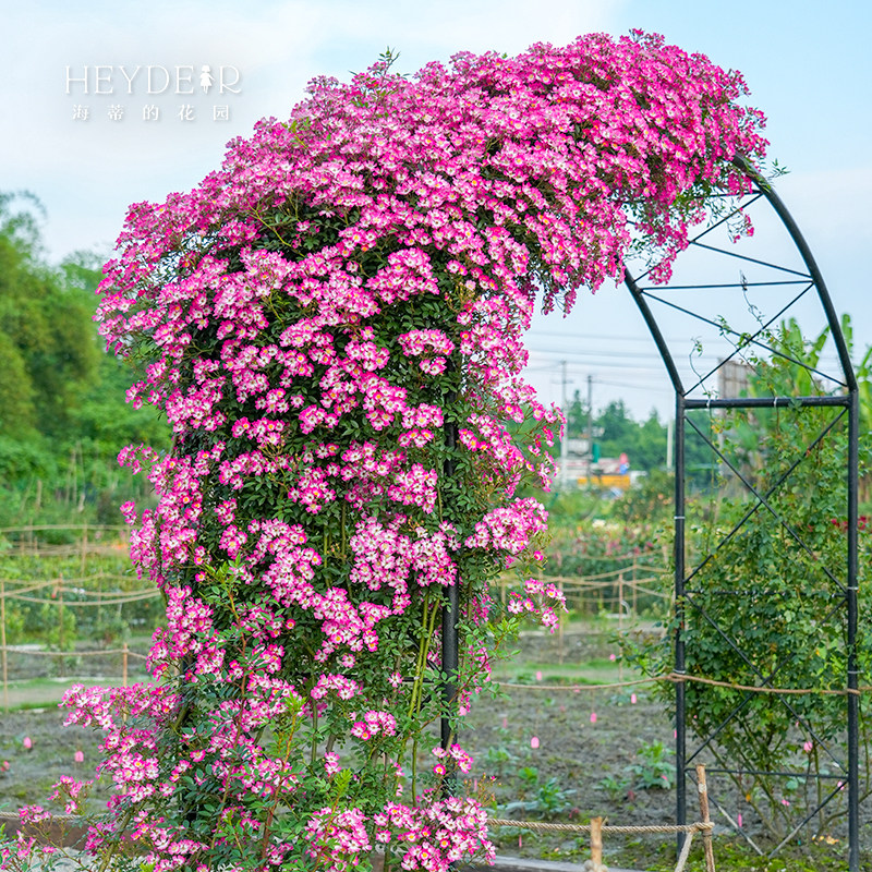 海蒂的花园 遮阳伞可垂吊成花瀑布月季庭院阳台盆栽花卉植物花苗,淘宝优惠券,粉丝福利购,淘宝优惠卷