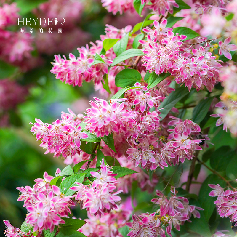 海蒂的花园溲疏爱丽丝粉铃铛等庭院楼顶造景花灌木花卉植物盆栽苗,淘宝优惠券,粉丝福利购,淘宝优惠卷