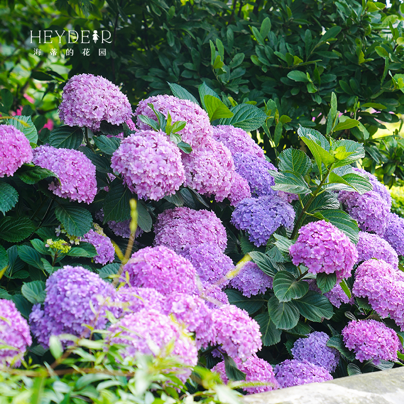 海蒂的花园绣球花苗无尽夏盆栽阳台花卉植物海妈花园庭院大花树苗-图3