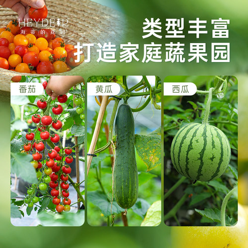 海蒂的花园旗舰店西红柿苗秧带土盆栽家庭种当年可结果水果番茄苗 - 图2