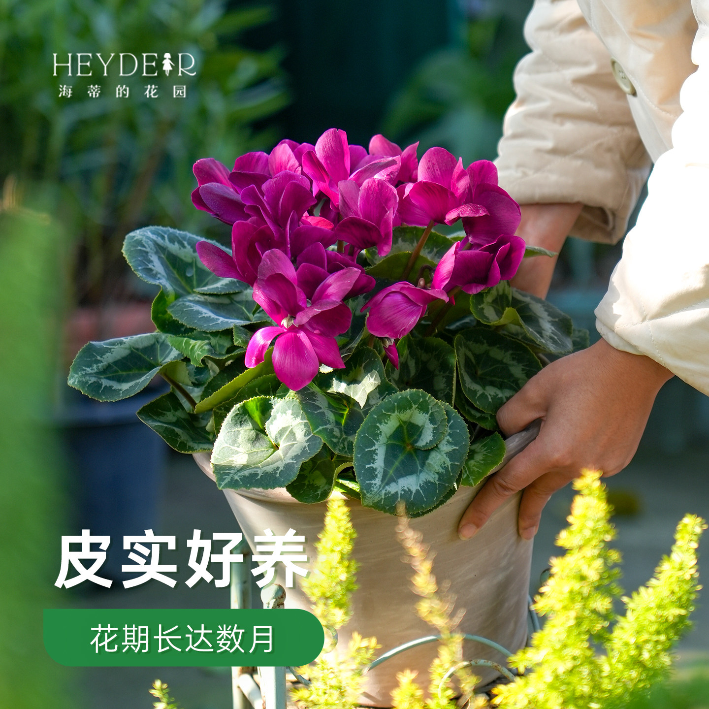 海蒂的花园旗舰店仙客来盆栽苗冬季开花客厅办公桌花卉植物室内花,淘宝优惠券,粉丝福利购,淘宝优惠卷