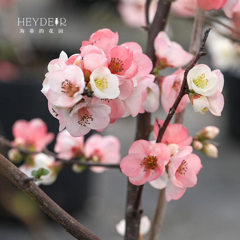 海蒂的花园垂丝海棠好养木本花卉庭院风景树地栽盆栽盆景植物树苗,淘宝优惠券,粉丝福利购,淘宝优惠卷