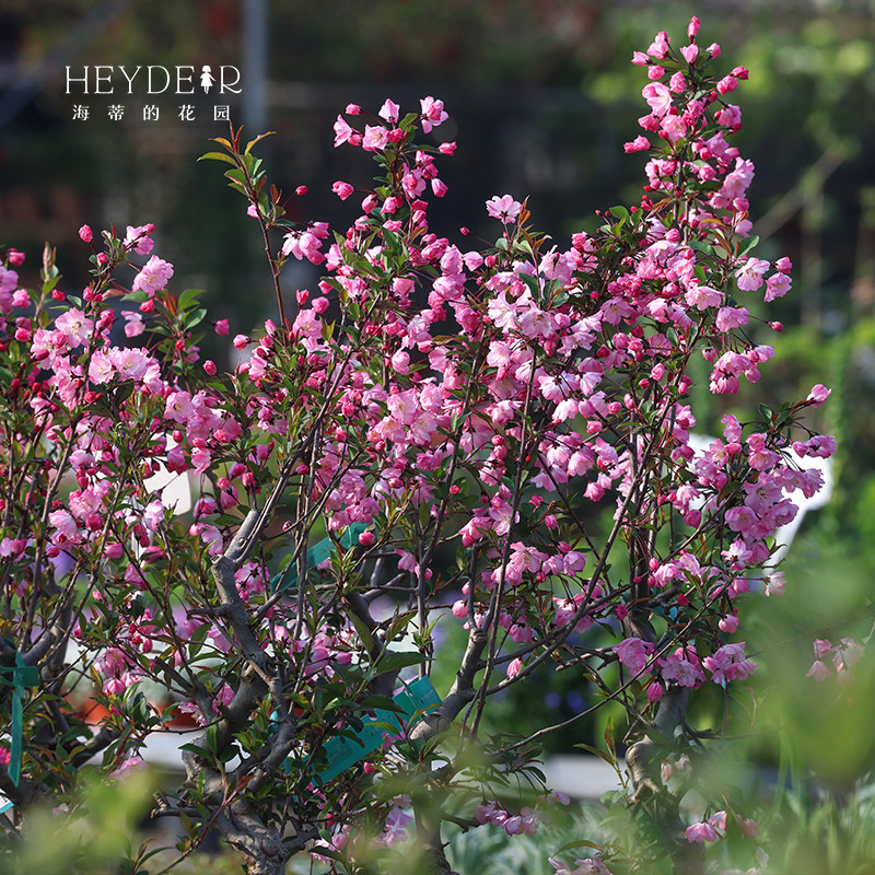 海蒂的花园垂丝海棠好养木本花卉庭院风景树地栽盆栽盆景植物树苗,淘宝优惠券,粉丝福利购,淘宝优惠卷