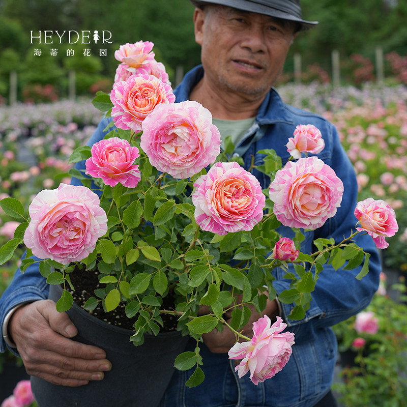 海蒂的花园 莫奈直立月季欧月四季好养阳台庭院花卉植物盆栽花苗,淘宝优惠券,粉丝福利购,淘宝优惠卷
