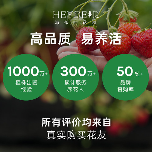 海蒂的花园旗舰店草莓苗秧盆栽奶油草莓特大号丹东99红颜结果新苗 - 图3