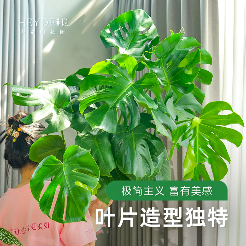 海蒂的花园旗舰店龟背竹客厅大盆栽办公室绿植室内盆栽龟背竹老桩,淘宝优惠券,粉丝福利购,淘宝优惠卷