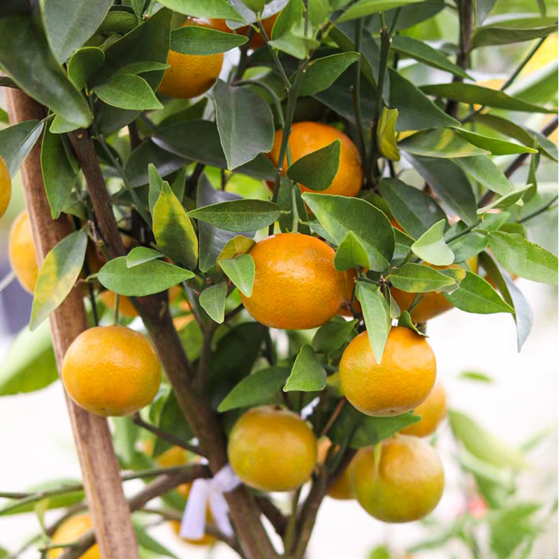 海蒂的花园旗舰店水果树果苗橘子树苗金桔树盆栽大树苗柑子树年桔,淘宝优惠券,粉丝福利购,淘宝优惠卷