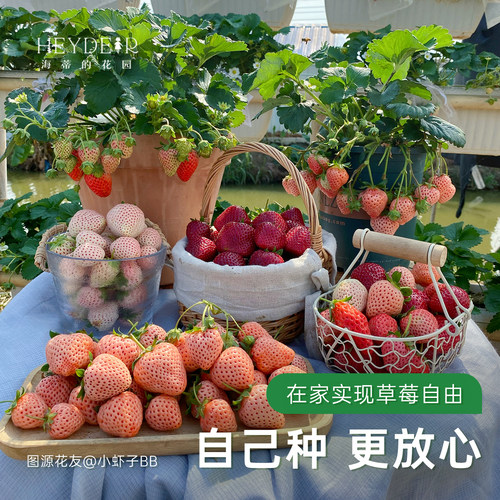 海蒂的花园旗舰店草莓苗秧盆栽奶油草莓特大号丹东99红颜结果新苗 - 图1
