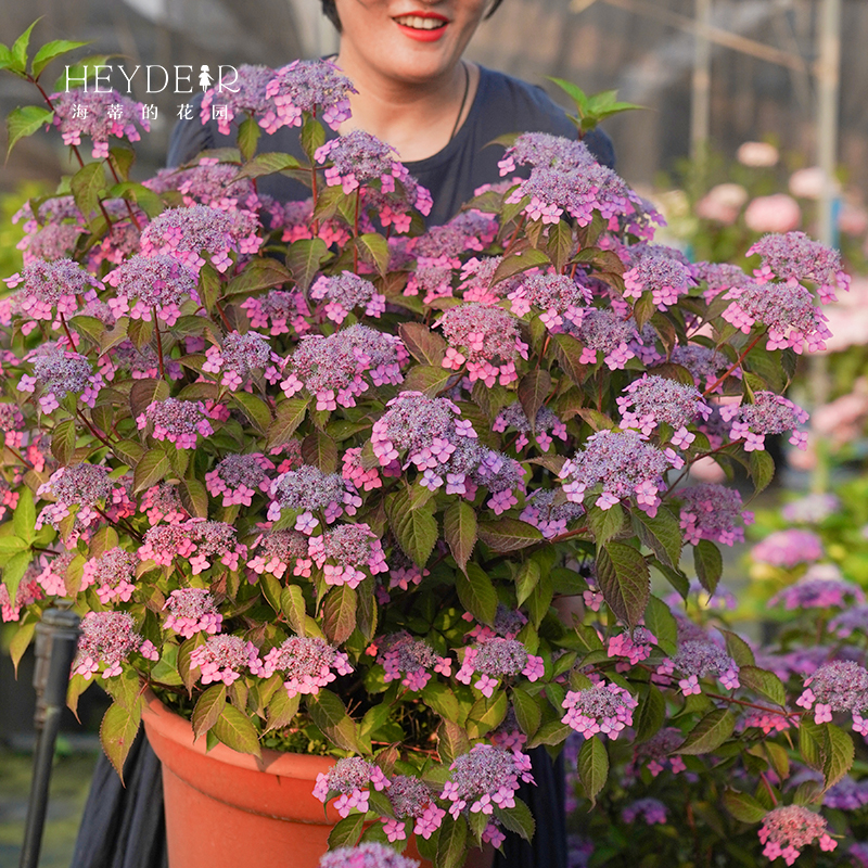 海蒂的花园旗舰店山绣球花庭院阳台易开花花卉植物花境好养盆栽苗 - 图0