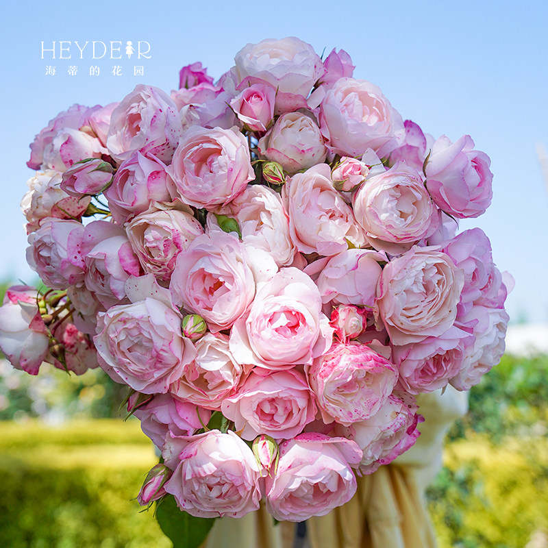 海蒂的花园 草莓杏仁饼直立多头月季勤花庭院阳台花卉植物盆栽苗,淘宝优惠券,粉丝福利购,淘宝优惠卷